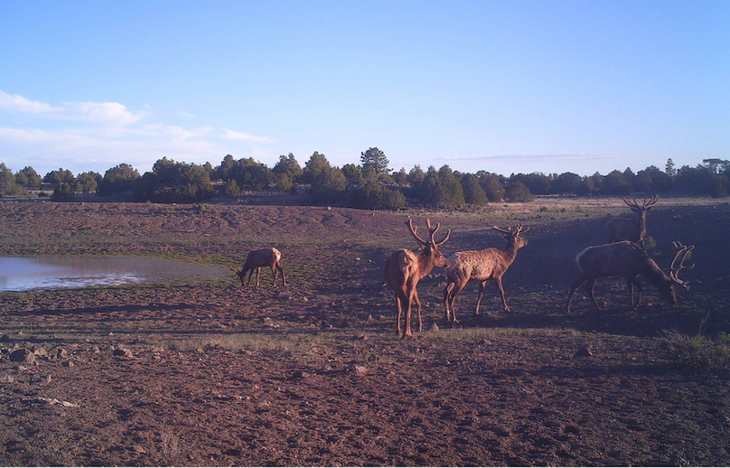 velvet bulls at water 2