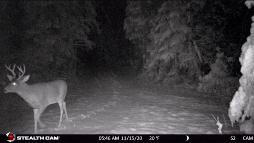 Deer 8