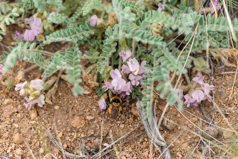 Lake CO 5.37 - 014 Honeybee