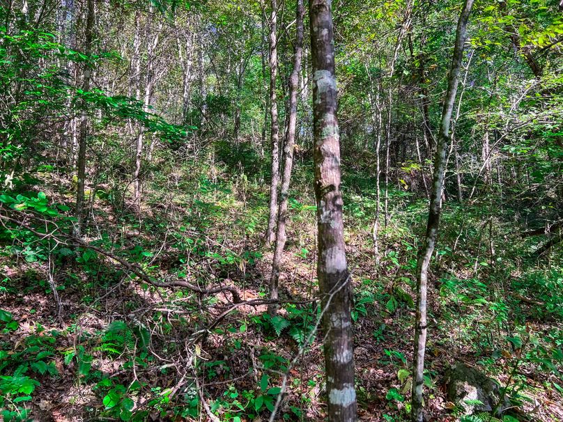Calhoun, WV 101.8 AC Holly -35