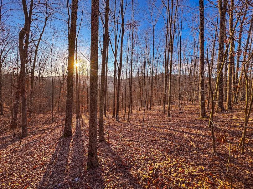 Roane, WV 100.12 AC Tree Line-38
