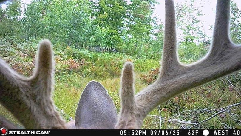 2025090617520201000455_ColorizationType.none