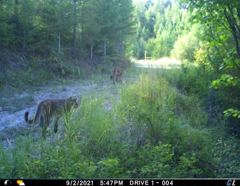 Pair of Mtn lion