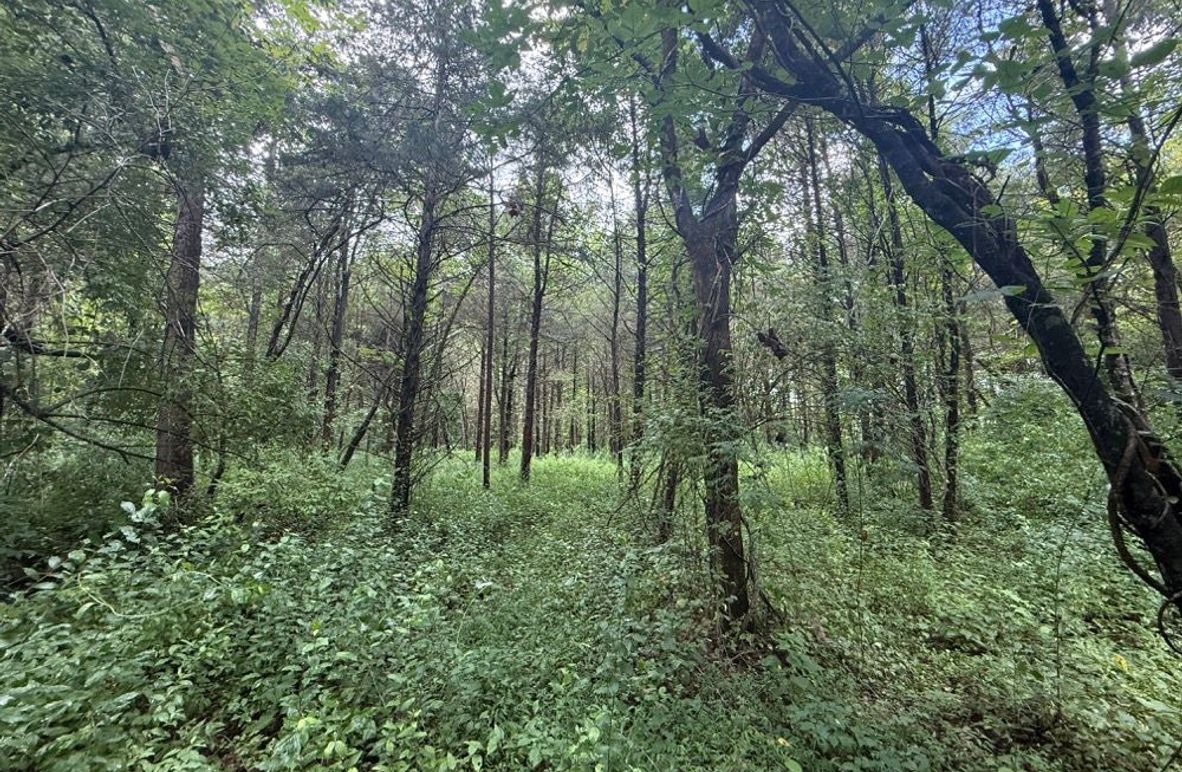 002 the large flat area in the center of the property