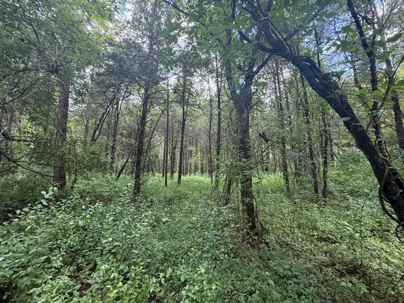 002 the large flat area in the center of the property