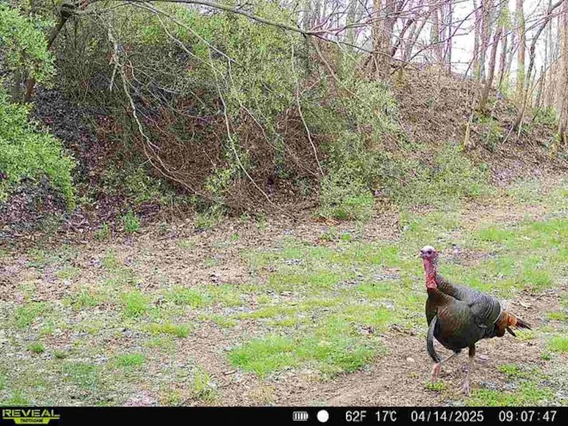 Calhoun, WV 132.84 AC Szegi Trail Cam-03