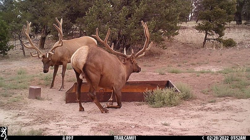 36 elk