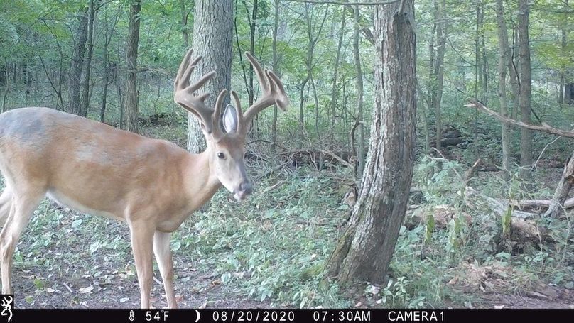 Sauk 174 Trailcam - 64