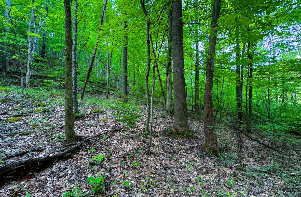 Wirt, WV 145.69 AC 273 Wildflower-05