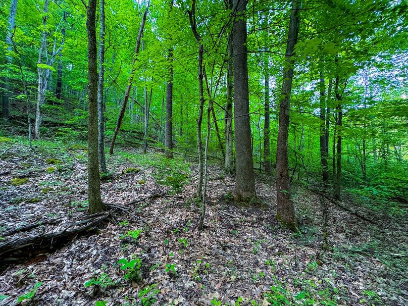 Wirt, WV 145.69 AC 273 Wildflower-05