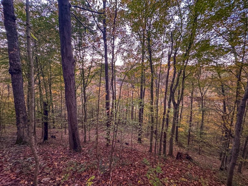 Wirt, WV 43 AC Berry-22