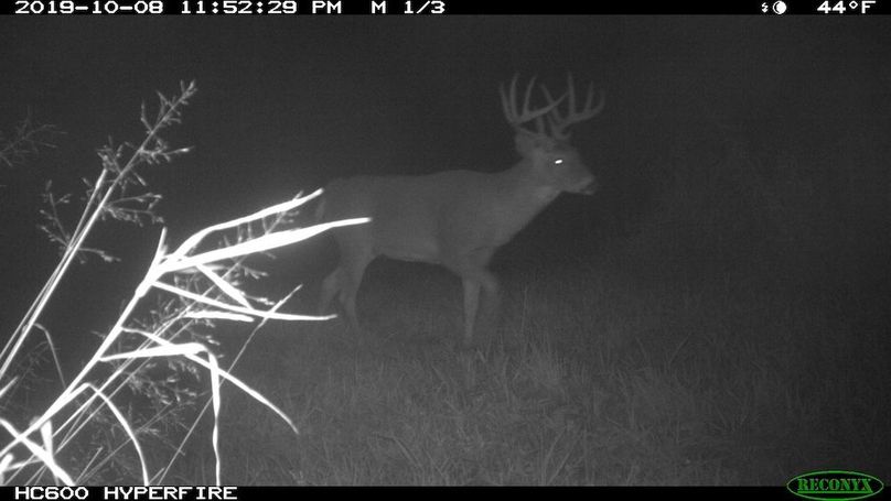 2019 Target Buck #1