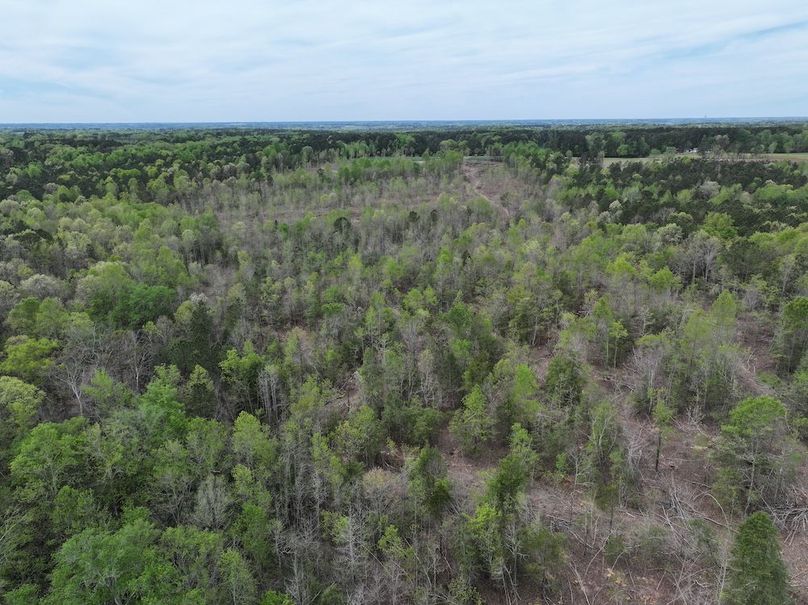 DJI_20260317095205_0587_D