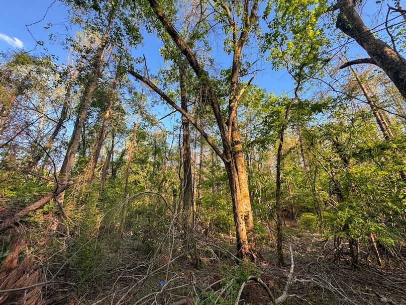 Tallahatchie 44 Newman (Crowden) Wide-43