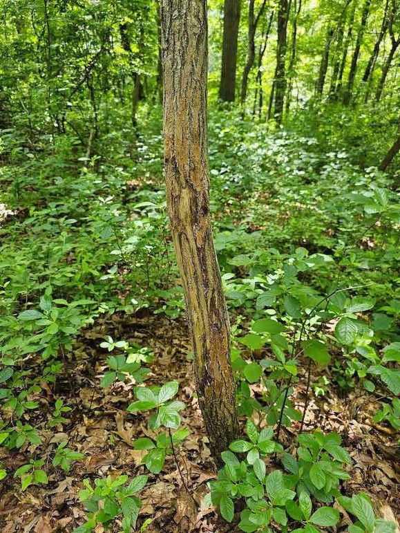 37.98ac_TempleRd_BGORE_012_RUB