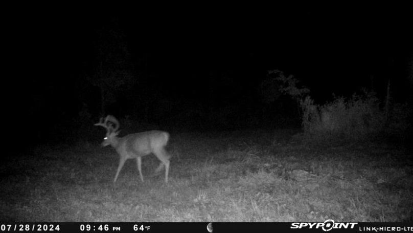 trail cam7