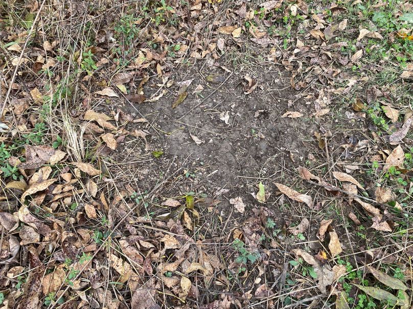 pics from late 2021 and early 2022. New plots being planted in Aug 2023 for new pics (44)