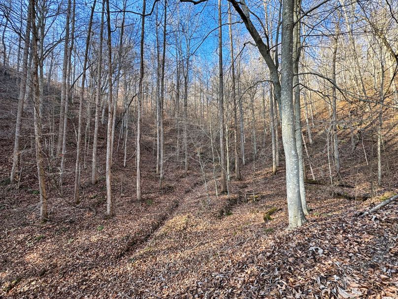 018 nice mix of timber