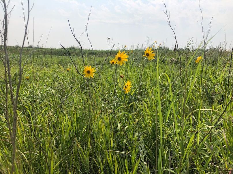18. Black Eyed Susan