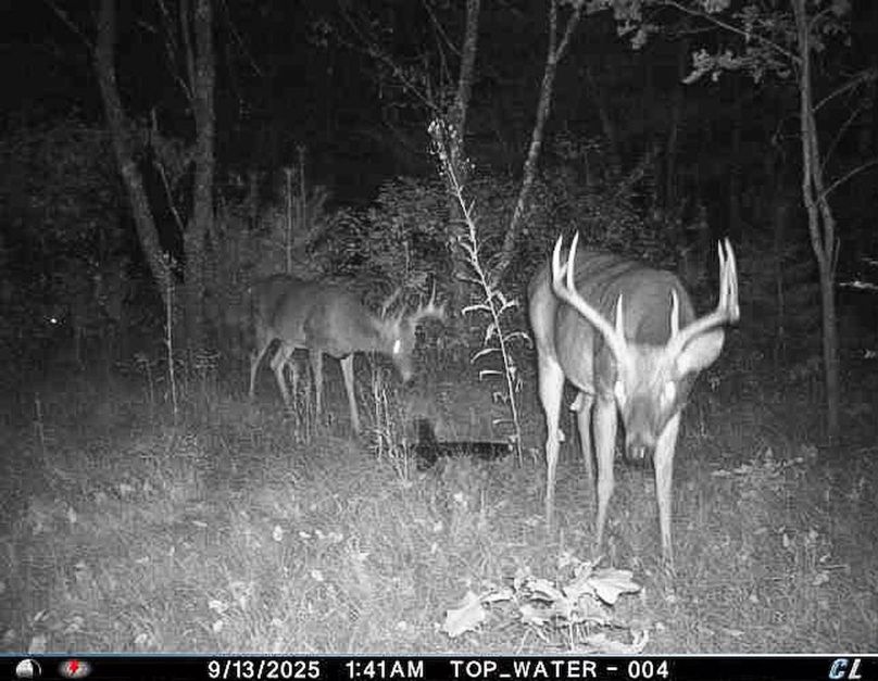 Adams 25, Nessler -21