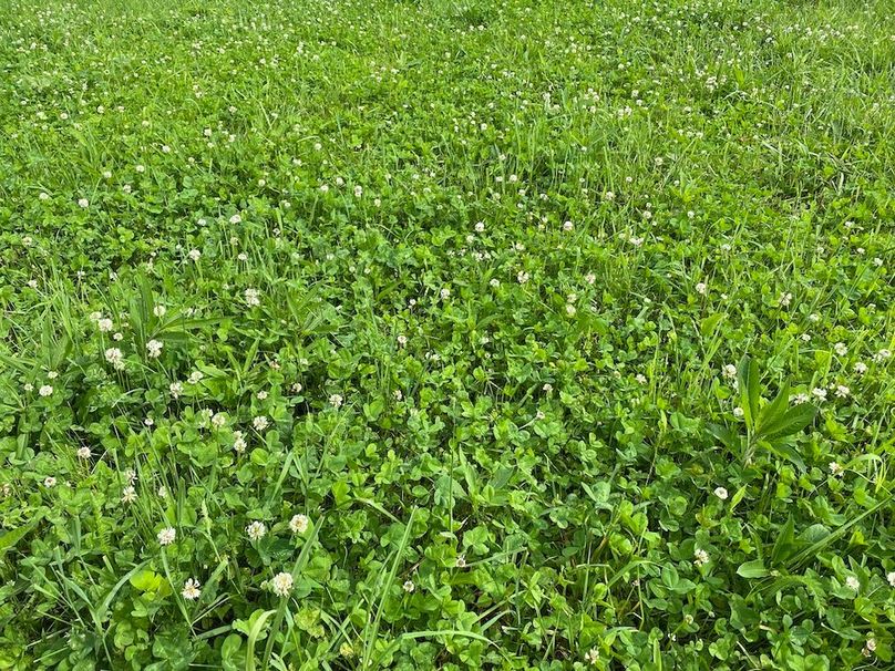 010 lush white clover in the east tract food plot copy