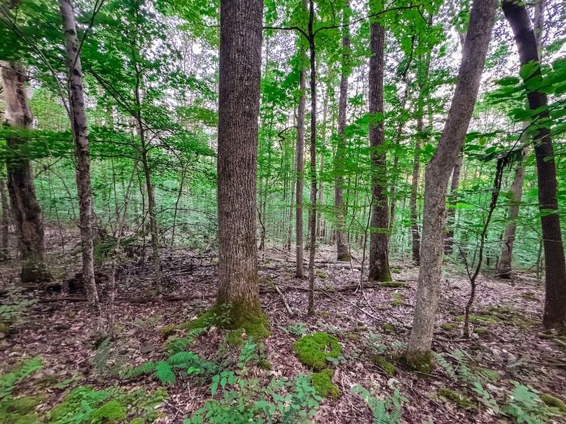 Webster, WV 42 AC Barger-21