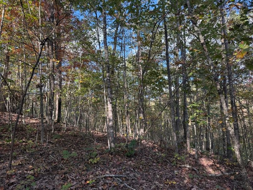 008 nice midstory reaching for the heavens