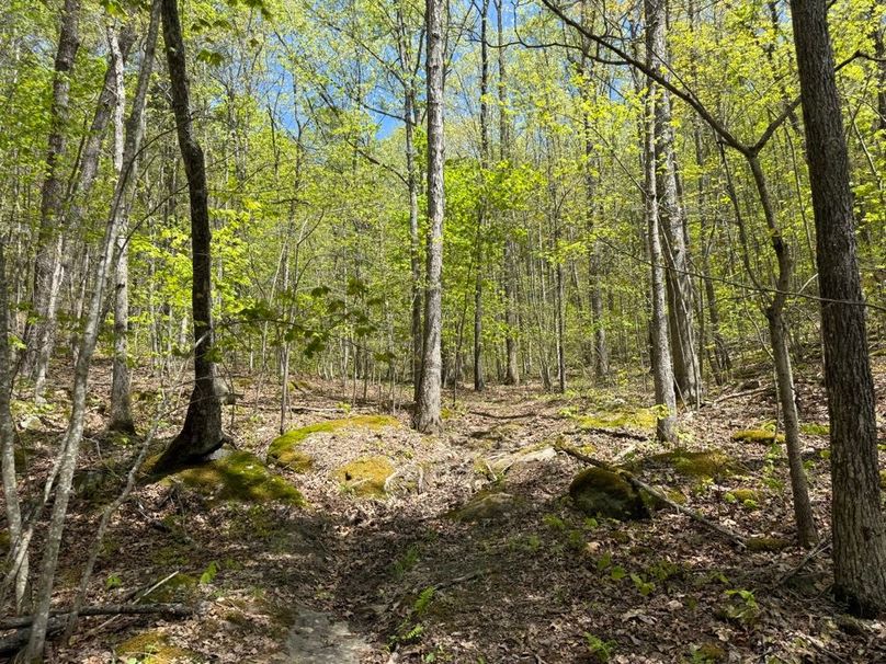 007 moss covered boulder laden draw