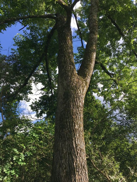 6AAE7C6F-E2B2-402F-897B-619C89123068_1_105_c