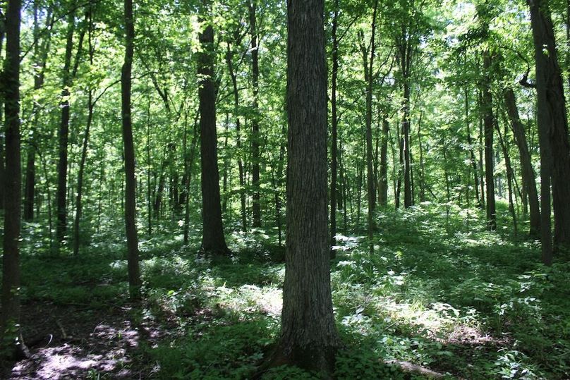 trail 35
