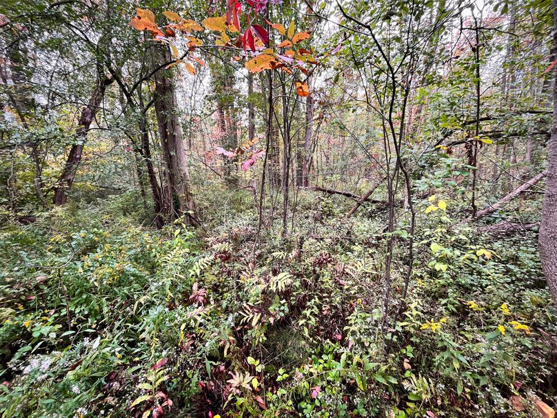 Ontario_16.2_Eddington Photo 26