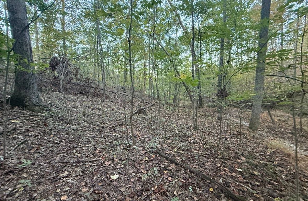 002 wooded area in the middle area of the property