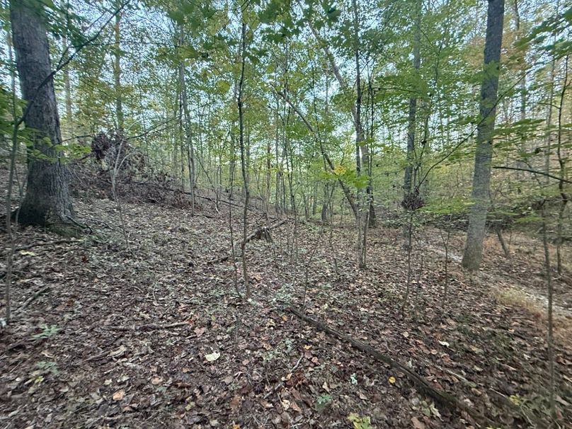 002 wooded area in the middle area of the property