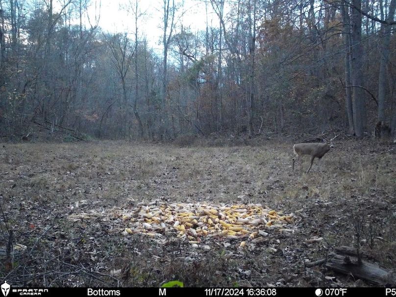 trail cam7