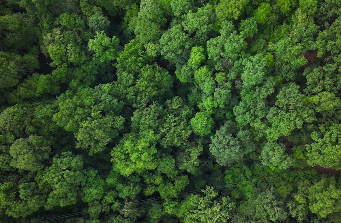 Fayette, 14.14, Kokot-02