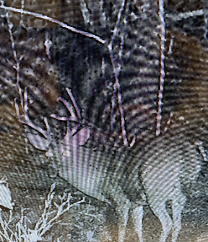 Trail Camera 1