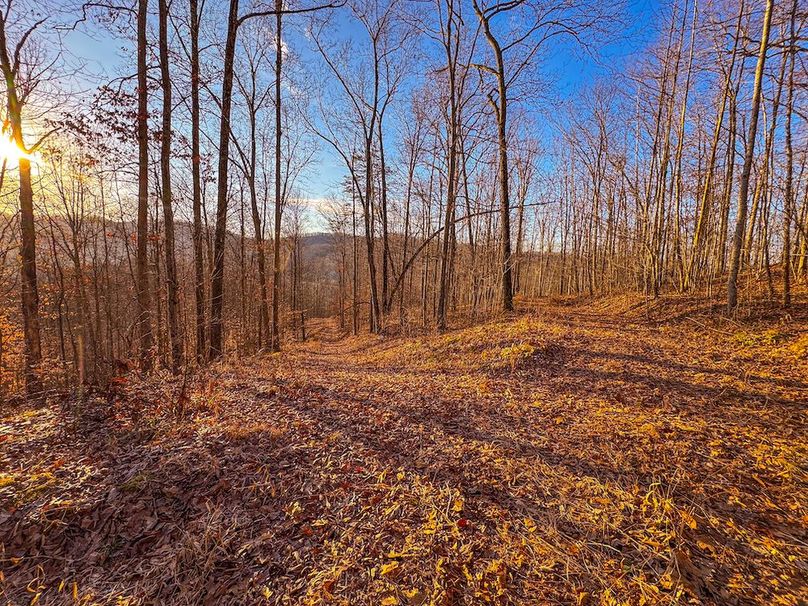 Roane, WV 100.12 AC Tree Line-45