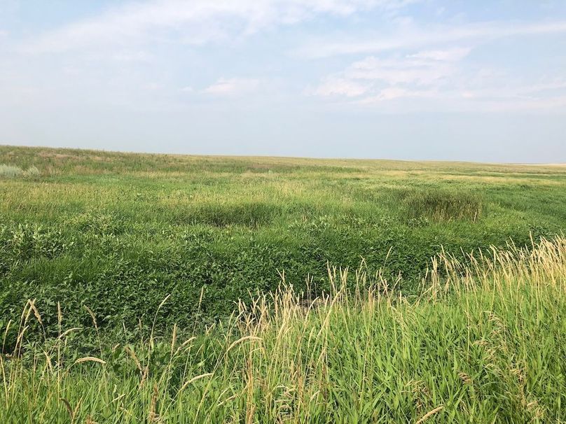 22. Southern Ephemeral Wetland