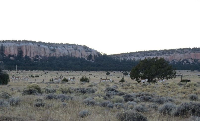 Large Pronghorn group