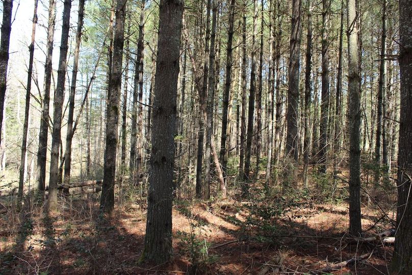 007 great stand of pines throughout