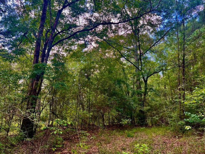 7D1B7438-6285-4713-8F2D-C9EF593E5A6D_1_201_a