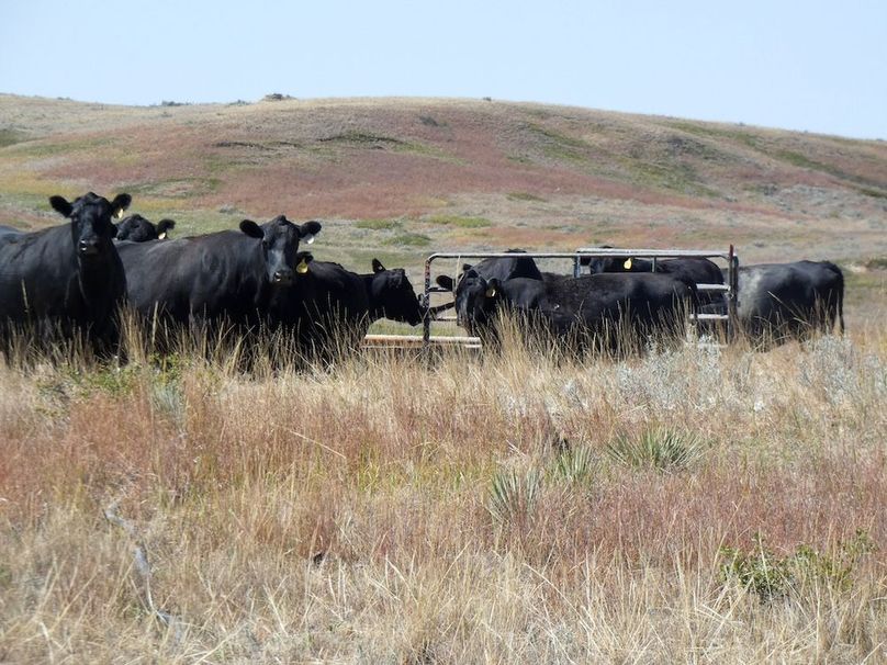 Cattle at tank