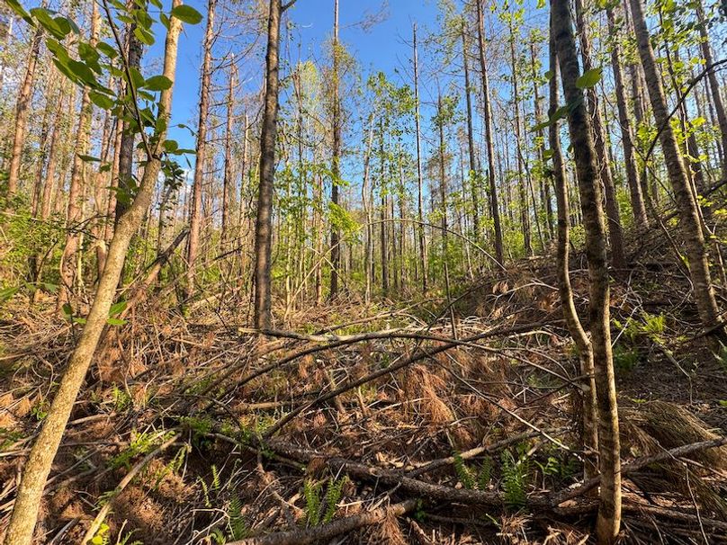 Tallahatchie 44 Newman (Crowden) Wide-26