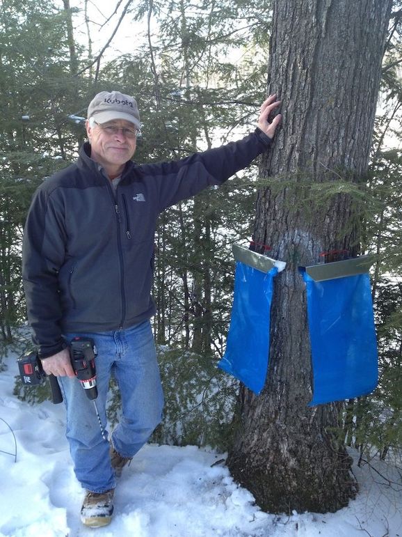 Maple Syrup