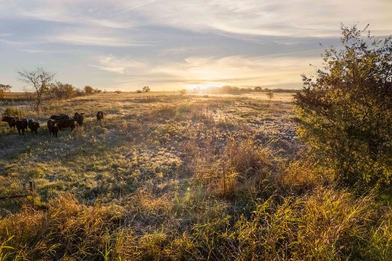 Cooke County- 13.5 acres no pond (14 of 21)
