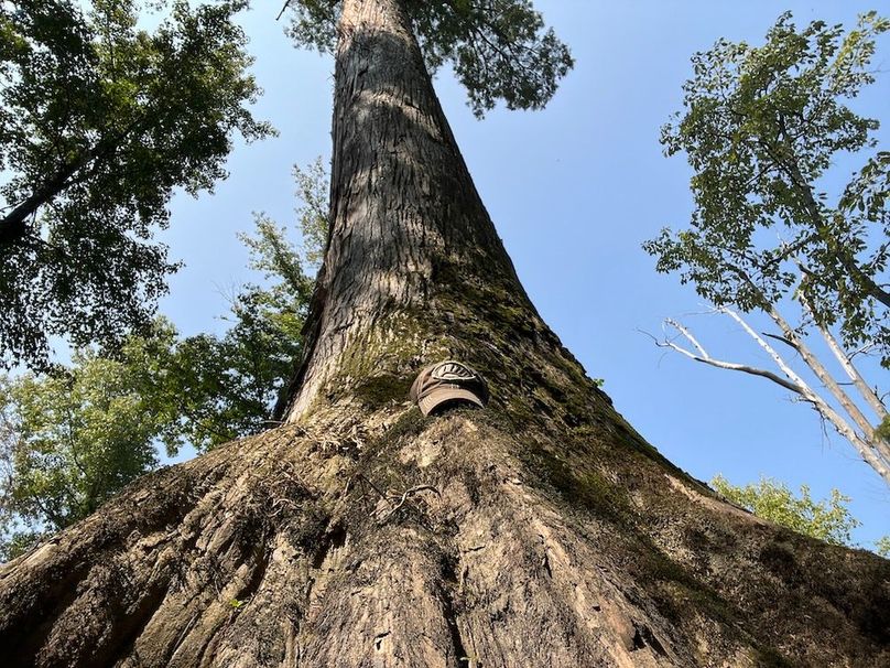 massive cypress