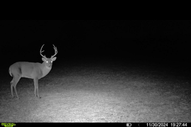 trail cam2