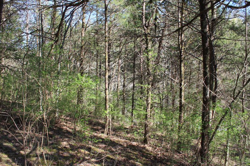 018 a wooded west facing slope along the west area of the property