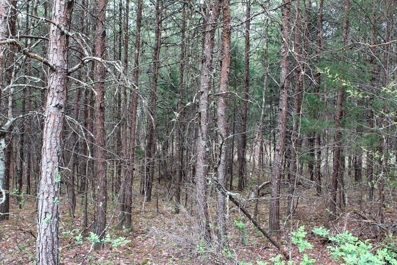 007 young stand of pines