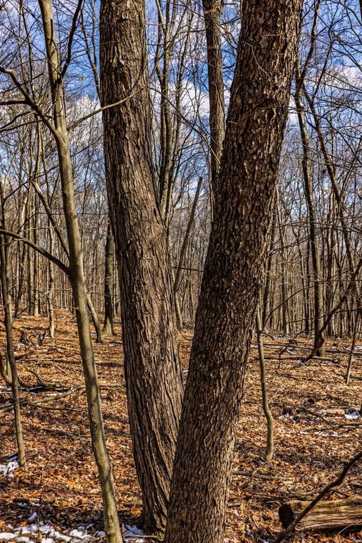 33-web-or-mls-IMG-33